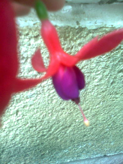 cercelus - florile mele 2008-2009-2010