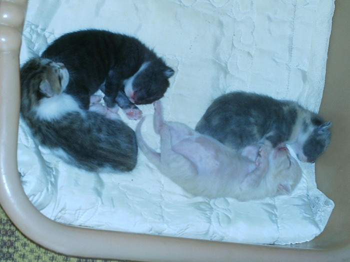 puii mici (1)