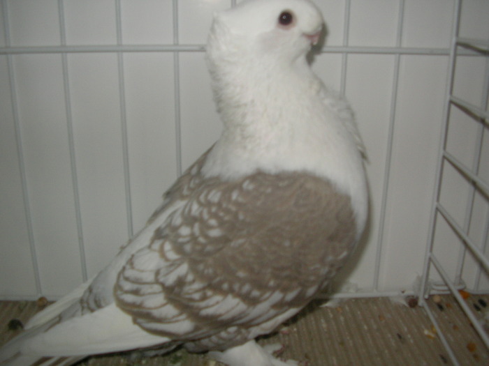 SANY0160 - poze expo 2009