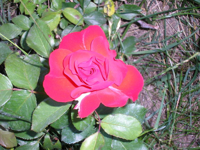 P1013245 - Trandafiri