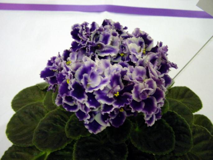 Rhapsodie_Cora_2005avsa - violete de pe net 1