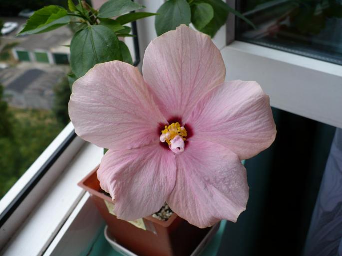 hibiscus roz