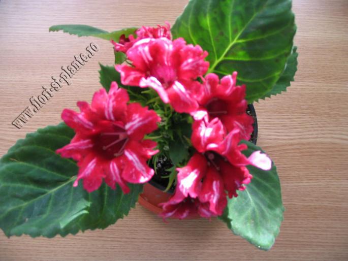 Gloxinia rosu dungulite 1