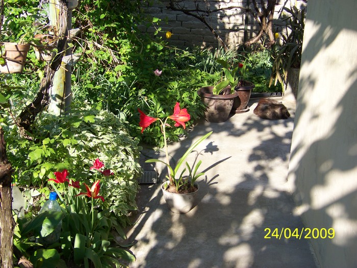 100_1120 - Primavara in curte  Timisoara