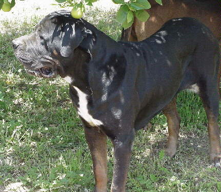 Saki 4 US.Can