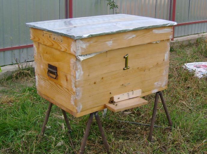 DSC01694(1) - albine