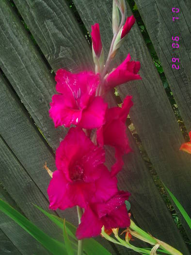  - Gladiole