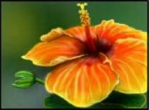 857987 - desene desenatori