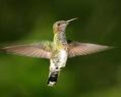 sdsa - pasari colibri