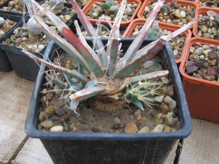 Lechtembergia principis - Cactusi la Constanta