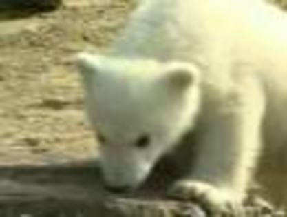 images - ursi polari