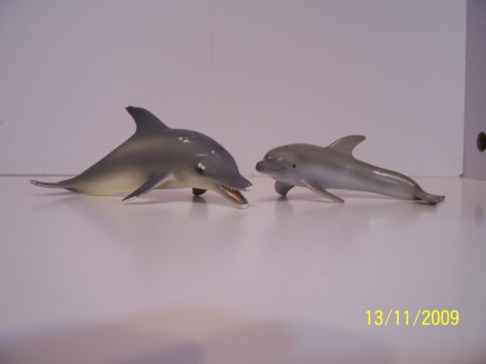Delfini - Viata marina