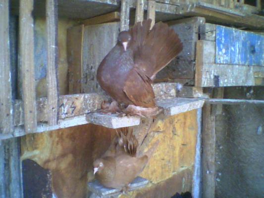 picture0029 - Roller de colectie