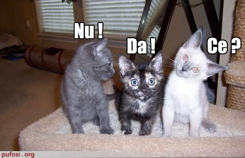 poza-amuzanta-pisicile-au-pareri-diferite - poze pisici haioase