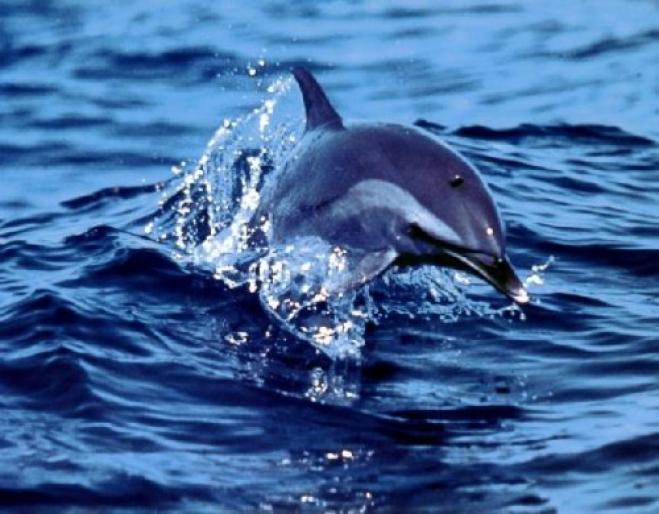 delfin; delfin
