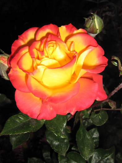 noiembrie 036 - trandafiri
