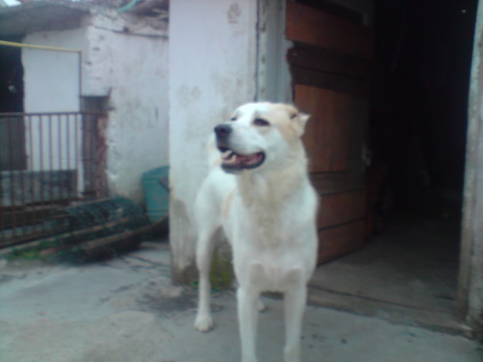 P210609_19.50[03] - Ciobanesc de asia centrala- CAO -alabai- central asian shepherd dog