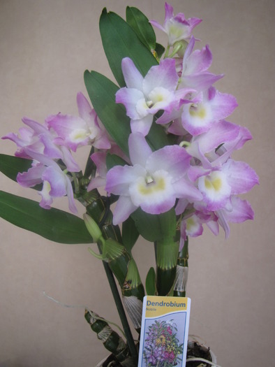 Orhidee Dendrobium Nobile 12 oct 2009 (1) - plante diverse - nu imi apartin