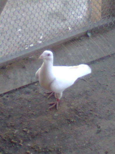 Imagine0219; femela 2009
