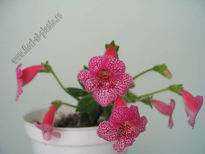 Kohleria Laura 1
