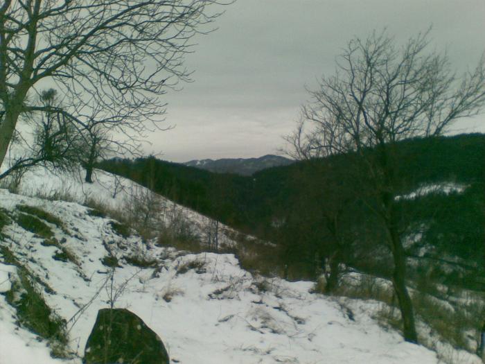 30122008(003) - vanatoare padure