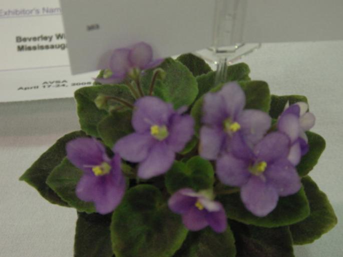 Robs_Scooter_2005avsa - violete de pe net 1