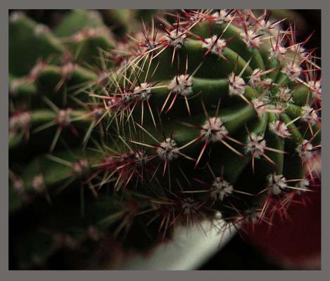 cactus - diverse