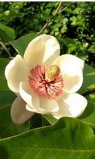 Magnolia_Watsoni - Flori rare