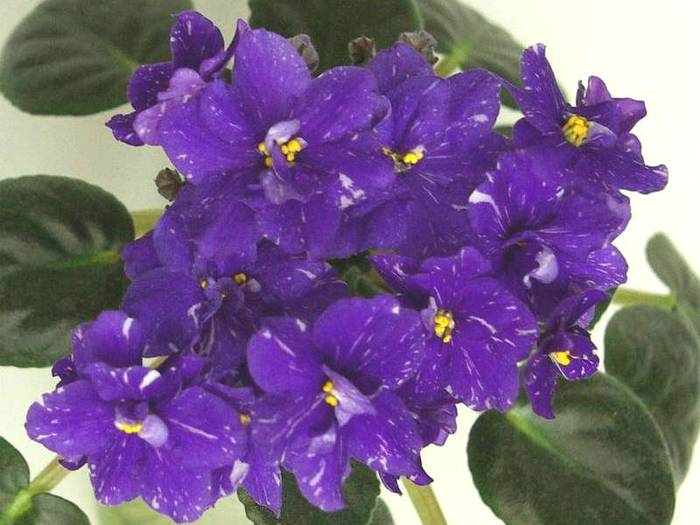 Rainbow's Quiet Riot - 2013 - Violete Africane