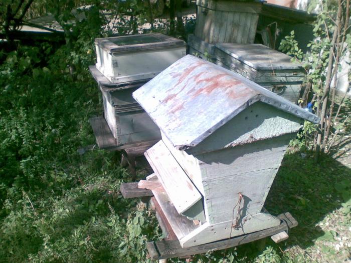 stup trapezoidal - apicultura anul2008