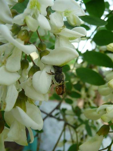 P1040448 (Large) - flori si albine