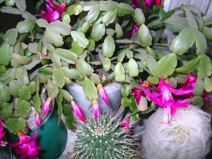 Schlumbergera  truncata