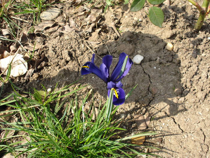 Iris reticulata Harmony (2009, March 31) - Iris reticulata Harmony