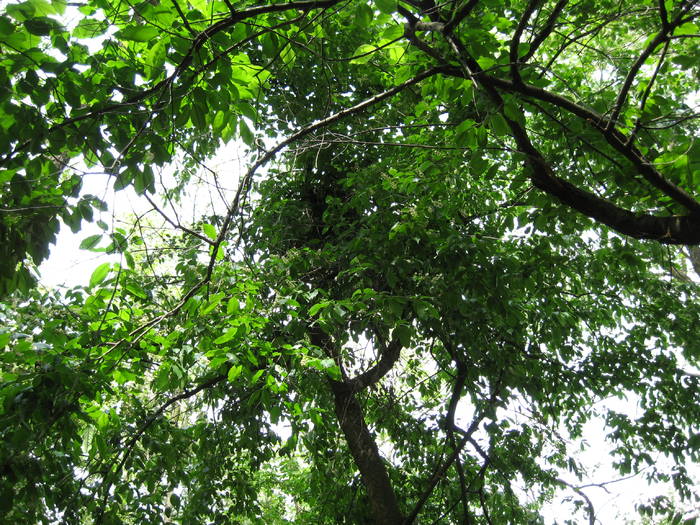 IMG_3477 - salcim I si II 2009