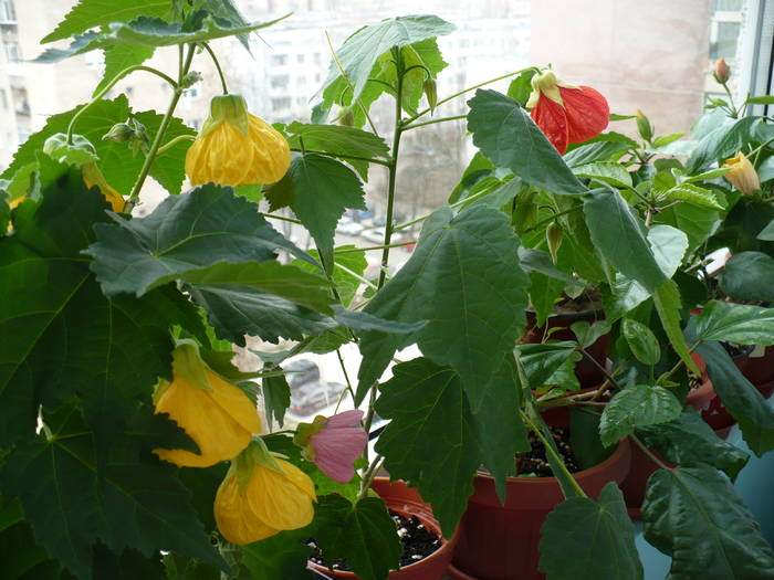 P1090828 - ABUTILONI