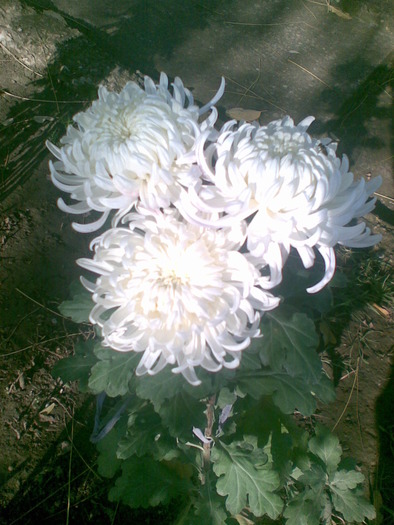 crizantema - florile surorii mele