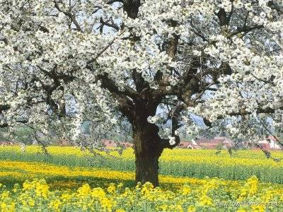 copac inflorit - imagini din natura