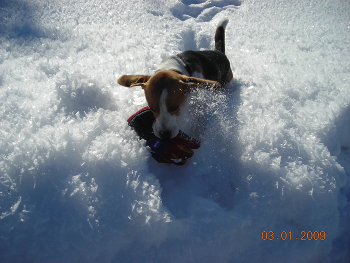 DSCN3318 - CATEUL BEAGLE PE MUNTE