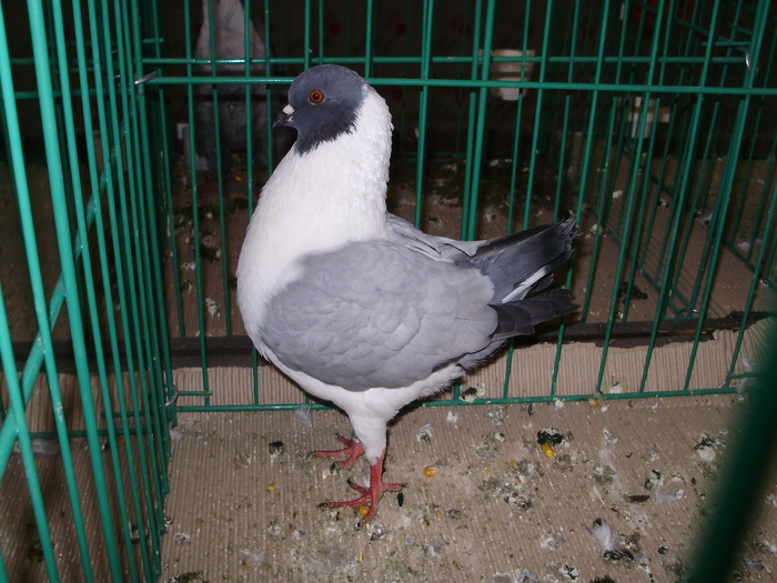 7379 modenez german 1