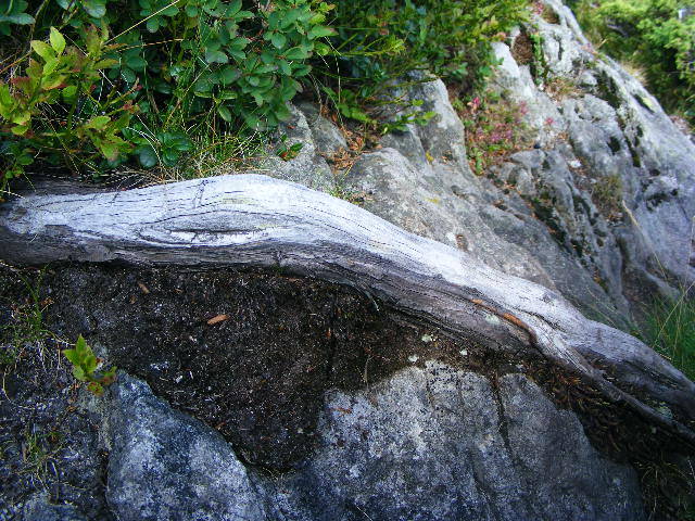 DSCF4419 - 2 august 2009 Traseu Suior Secatura Creasta Cocosului Gutaiul Doamnei  Vf Gutai