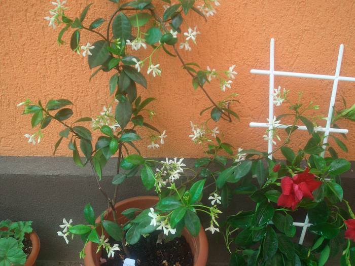 Jasmin cu dipladenia - plante cu flori