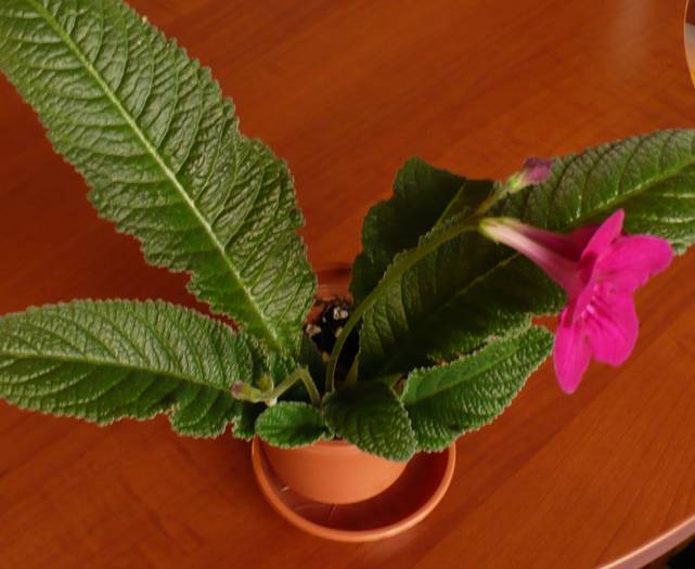 P1140655 - STREPTOCARPUSI