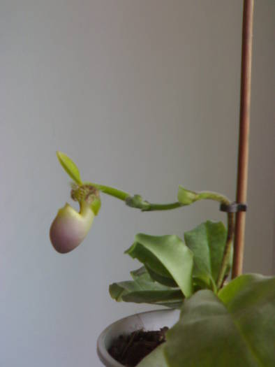 tija creste orizontal :) - Paphiopedilum 2009