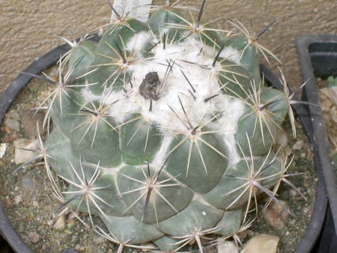 Coryphanta cornifera