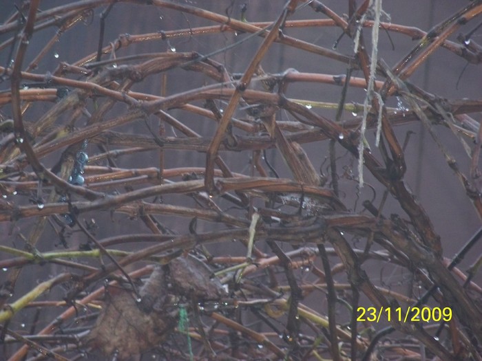 100_5090 - Toamna in curte  Timisoara