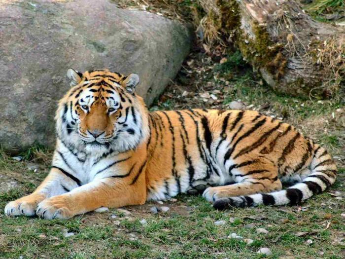 Tiger - poze animale