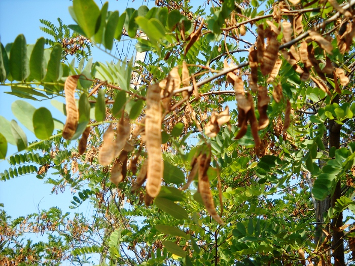 Picture 139 - aspecte insecte si alte vietati de prin paduri si parcuri