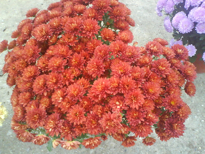 11 - Crizanteme  butasi  DE VANZARE iulie2012