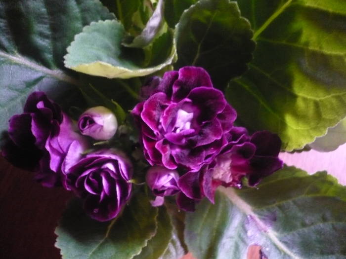 30-07-2009 127 - Flori