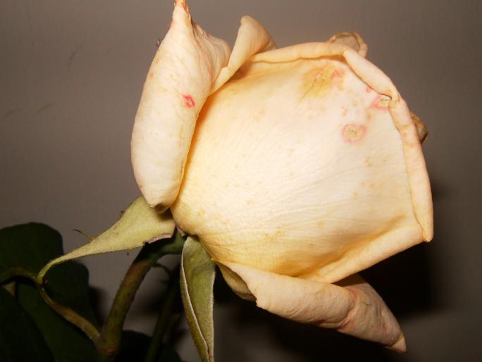 007 - trandafiri    ROSES